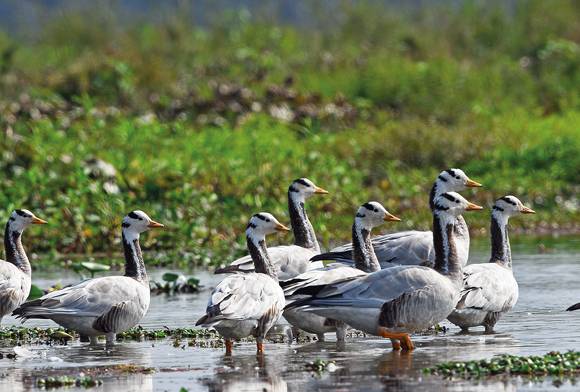 The Dibru And Dihing Landscapes