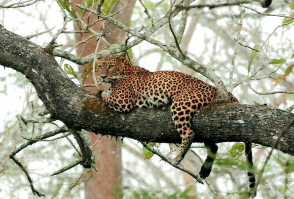 In Nagarahole with Tigers and Elephants
