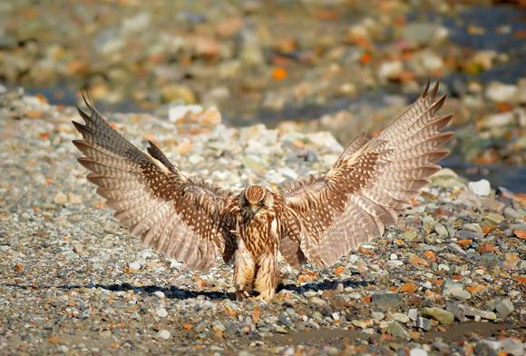 India's Favourite Bird Experts