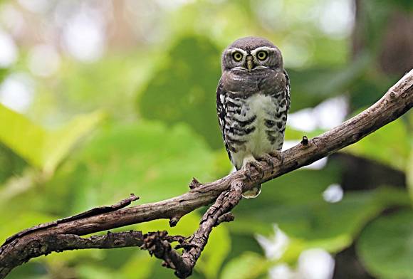 The Forest Owlet