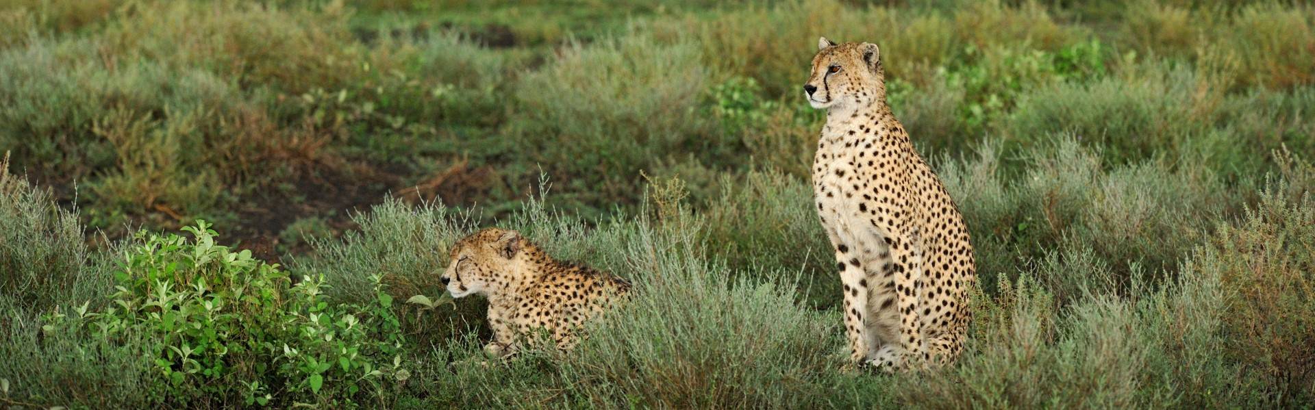 The Call of the Cheetah