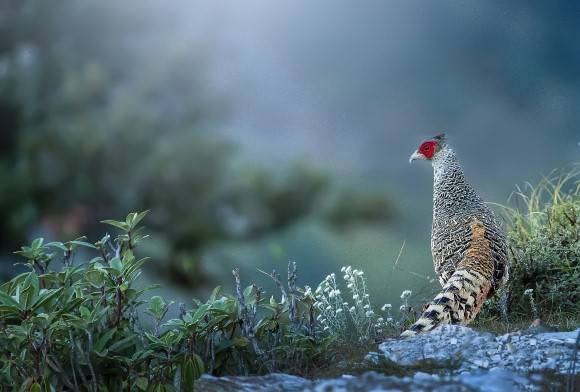 Commentary: The Good Life