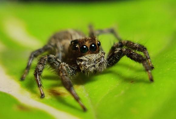 My Bungee Jumping Spiders