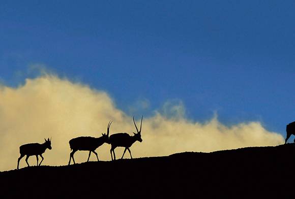 Lethal Soft Gold Of  Karakoram