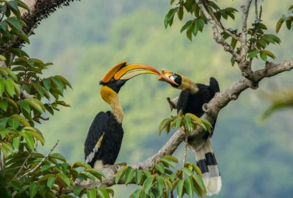 Shared Moments With A Hornbill