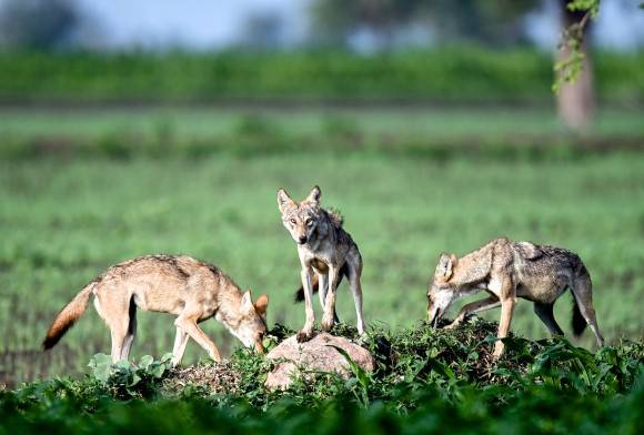 Dawn to Dusk on Deccan Grasslands