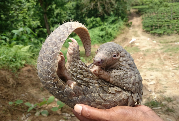 Karbi Youth Launch Pangolin Conservation Campaign