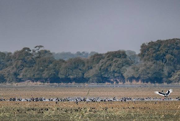 Noa-Dehings White-bellied Herons