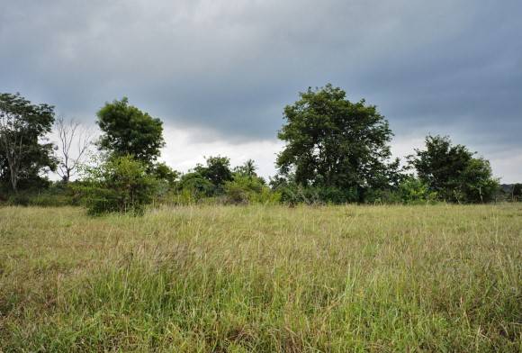 Last Grassland Standing
