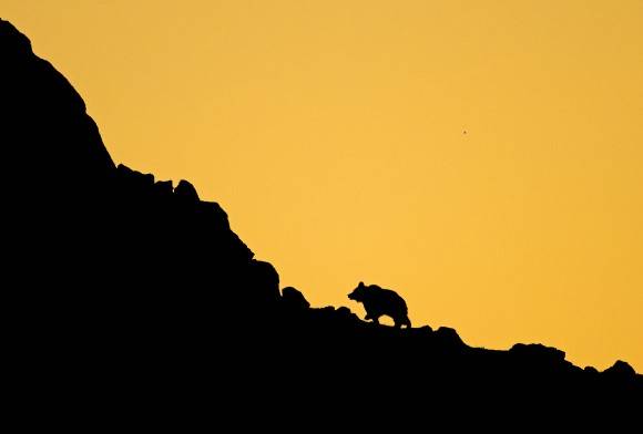 Bears On The Edge