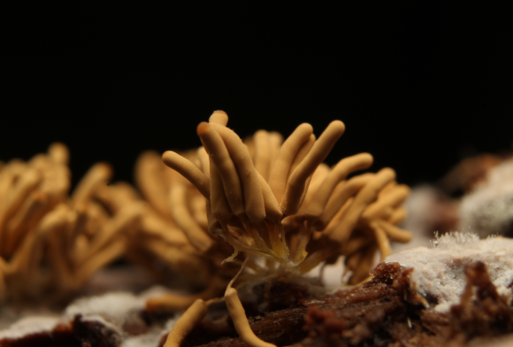The Secret World of Slime Moulds