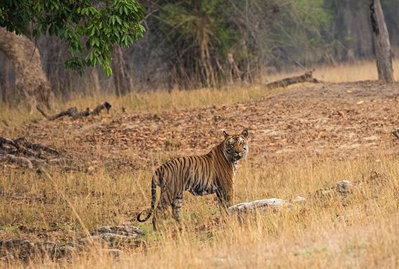 Corbett: Tiger Tourism Or Tiger Trauma?