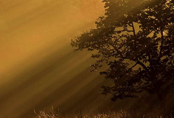 Tightening the Noose on Wildlife Crime