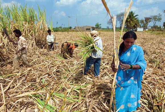 The Sugarcane Tigers Of Pilibhit