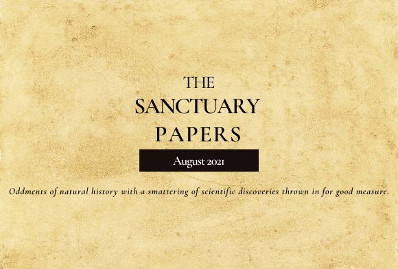 The Sanctuary Papers: August 2021