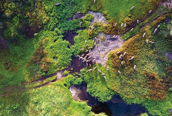 Tints And Hues Of Gir