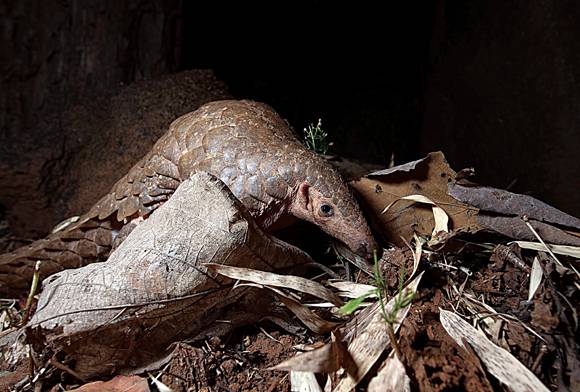 Forensics Vs. Wildlife Crime: A Battle That Must Be Won