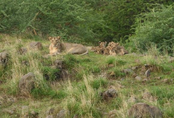 Celebration of World Lion Day