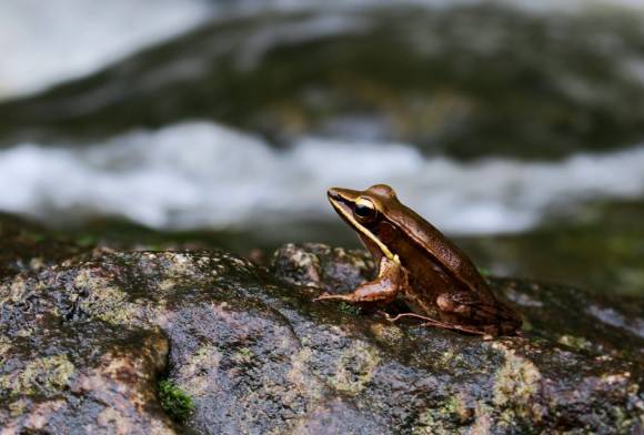 Backstories of the Wild