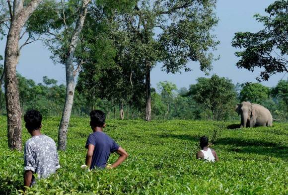 Spilling the Tea: Life and Wildlife in North Bengal’s Tea Estates