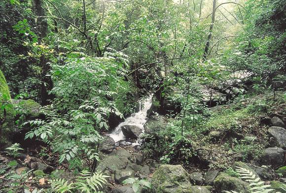 Waterless In Wayanad