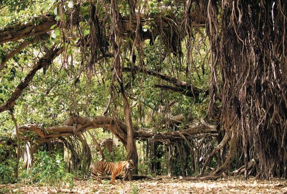 Commentary: 40 years and Counting