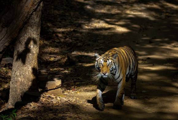 Tigers Of Eastern Central India: Lost Cause Or New Hope?