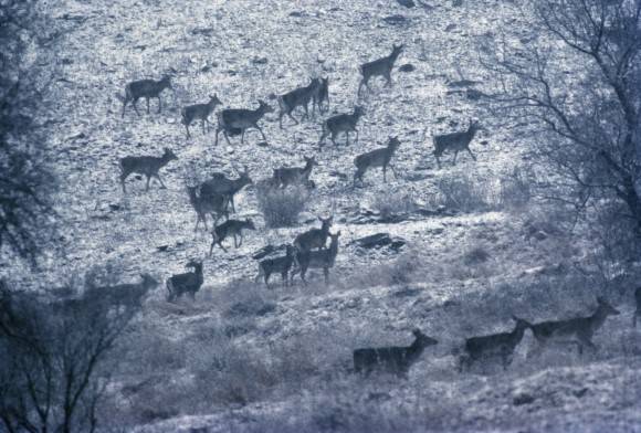 Of Wildlife and Photography: Reflections of Four Decades in the Bush