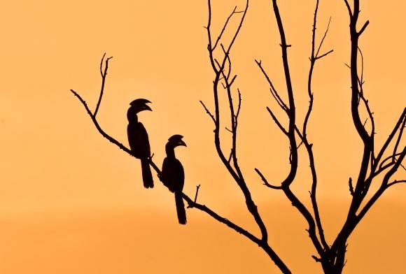 Indian Ornithology: A 40-Year Legacy