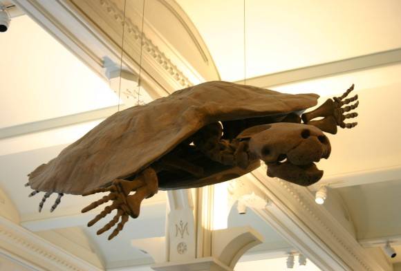 Human Ancestors, Stupendous Turtles, and more!