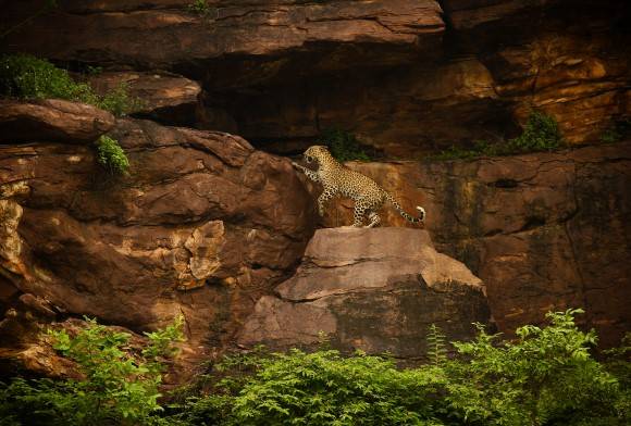 The Rock Leopards of Chambal