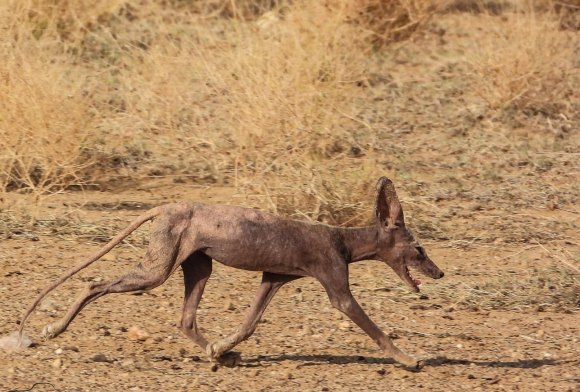 Mites, Mange and Misery in the Desert
