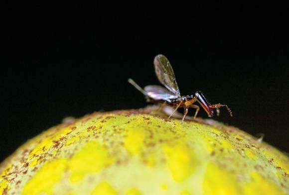 No Climate For Fig Wasps