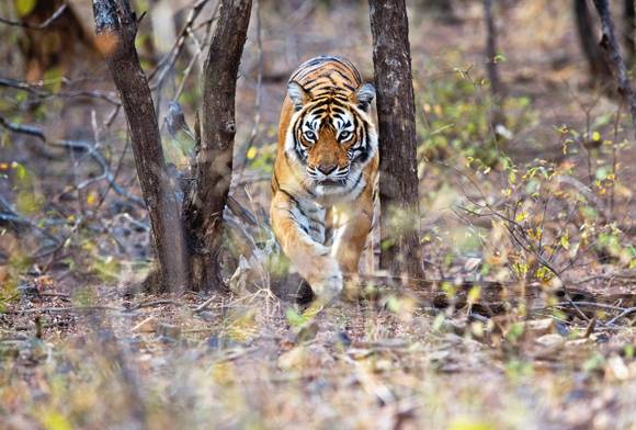 Fateh Singh Rathore (1938-2011)