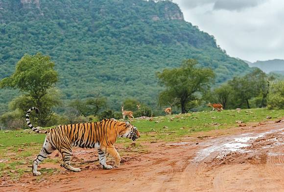 Project Tiger Turns 49