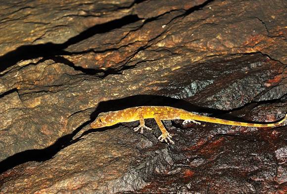 Goldmines Revealed - Field Stories from Indian Golden Gecko Habitats