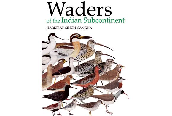 Waders Of The Indian Subcontinent