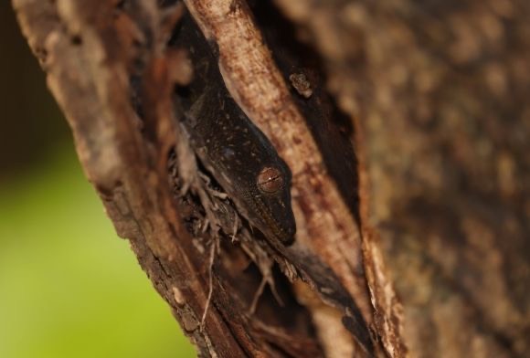 Wild Encounter May 2022