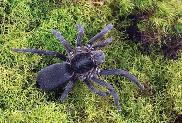 The Arunachal Expedition - Updates From A Reptile Haven