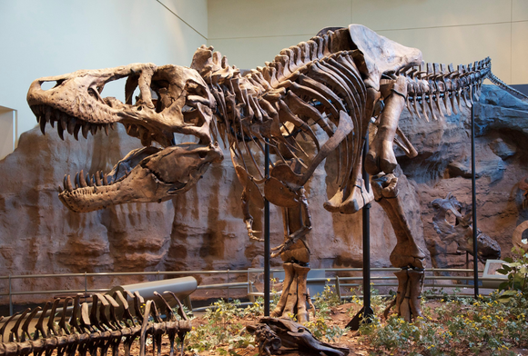 Humanimals: July 2022