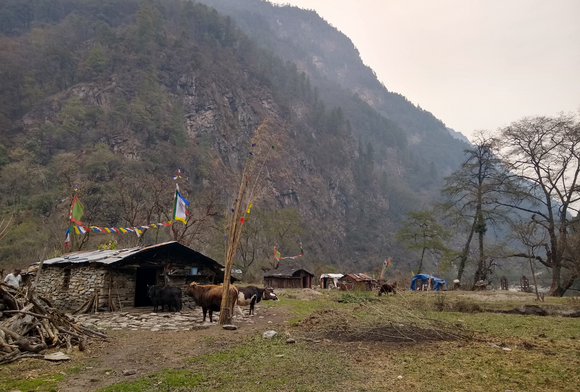 The Brokpas of the Forest