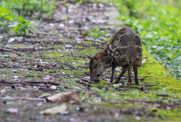A Very Stealthy Forager