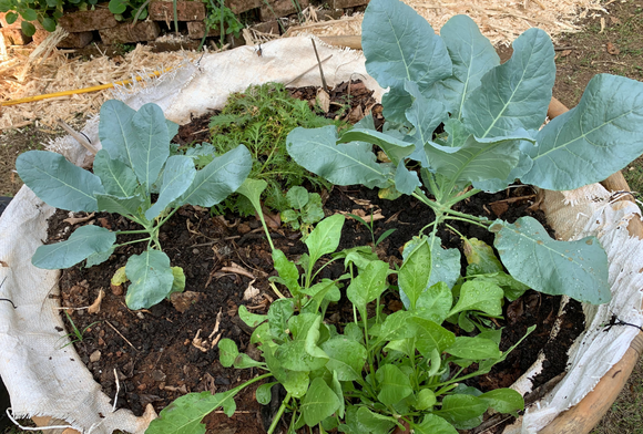 How Gardening Brings Me Peace