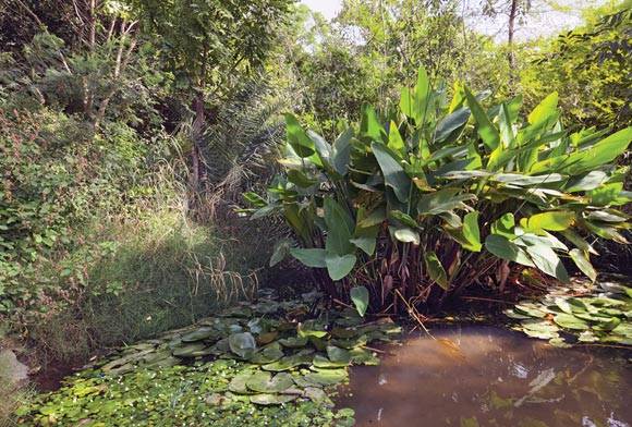 And The Forest Grows Back - A Rewilding Experiment In Faridabad