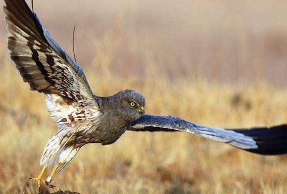 Flight Of The Harrier