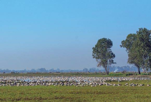 The Joys Of Birding - Diary Of A Birder From Jammu