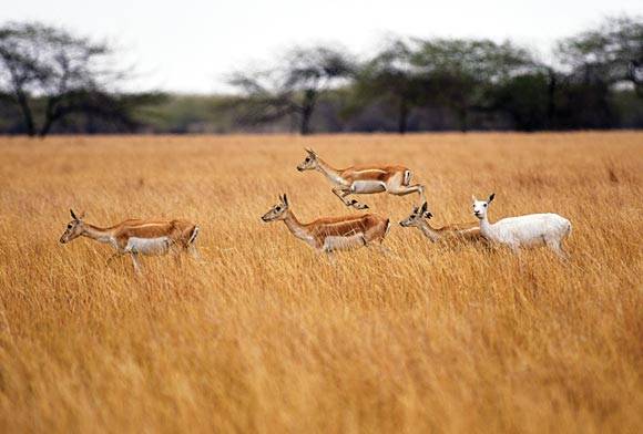 Speaking The Language Of Economics In Modern Conservation