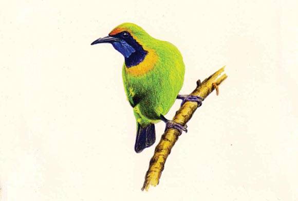 Book Review: Birds Of Chandbagh - A Guide To birding At The Doon School