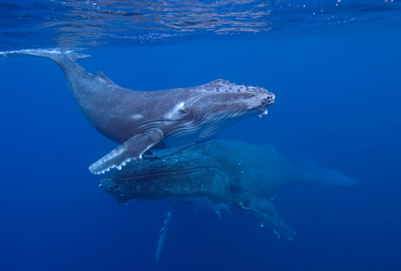 Surf's Up September 2022