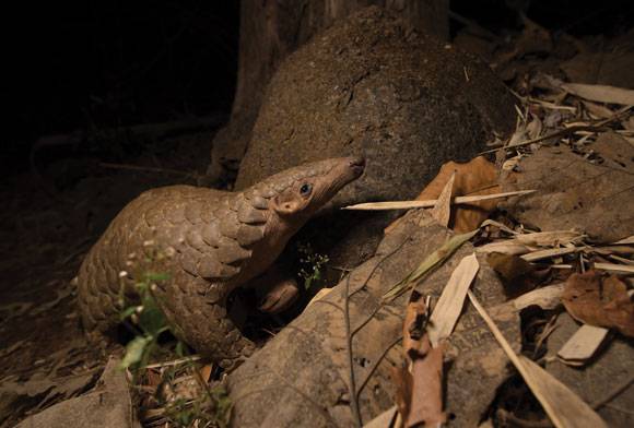 Scaling Up Pangolin Conservation In India